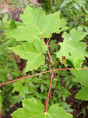 Acer rubrum image