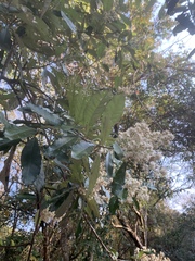 Brachylaena transvaalensis