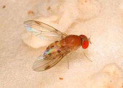 Steganinae