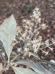 Brachylaena transvaalensis