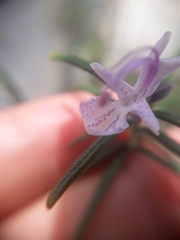 Salvia rosmarinus