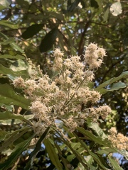 Brachylaena transvaalensis