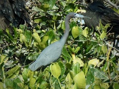Egretta caerulea
