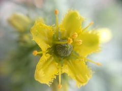 Ruta graveolens