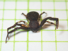 Pycnaxis