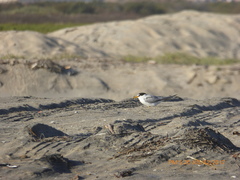Sternula antillarum browni