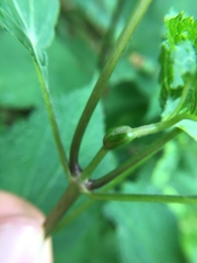 Asphondylia eupatorii