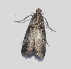 Acrobasis vaccinii
