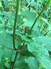 Asphondylia eupatorii