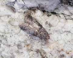 Acrobasis vaccinii