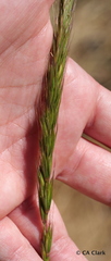 Elymus glaucus glaucus
