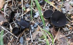 Helvella corium