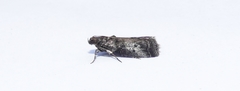 Acrobasis vaccinii