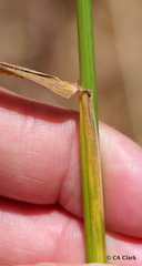 Elymus glaucus glaucus