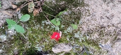 Silene rotundifolia