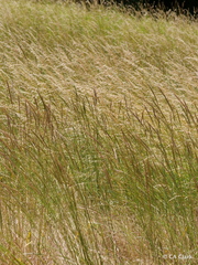 Elymus glaucus glaucus