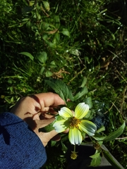 Bidens aurea