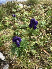 Aconitum tauricum