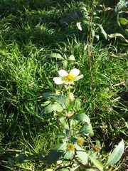 Bidens aurea