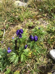 Aconitum tauricum
