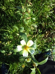 Bidens aurea