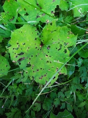 Tussilago farfara