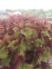 Hypoestes brachiata