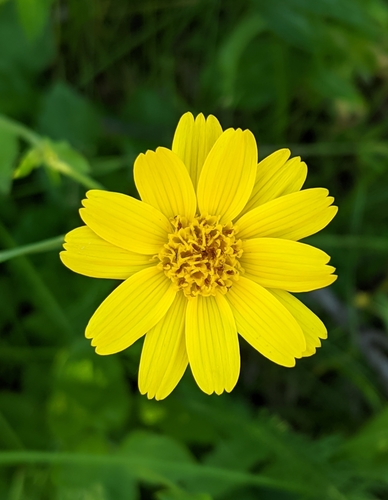 Broadleaf arnica (Arnica latifolia)