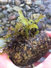 Chondrus crispus