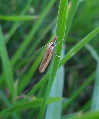 Agriphila tristella