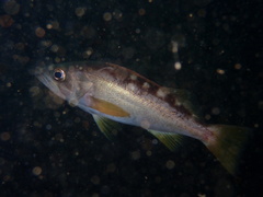 Sebastes serranoides