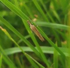 Agriphila tristella