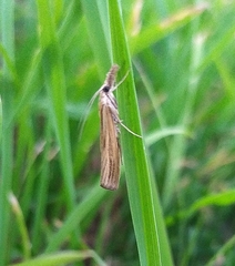 Agriphila tristella
