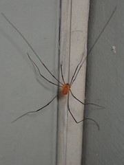 Leiobunum politum
