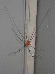 Leiobunum politum