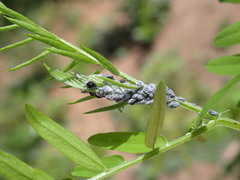 Aphis craccae
