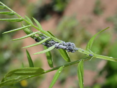 Aphis craccae
