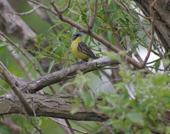 Setophaga kirtlandii