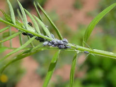Aphis craccae