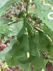 Neolasioptera vernoniae