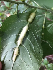 Neolasioptera vernoniae