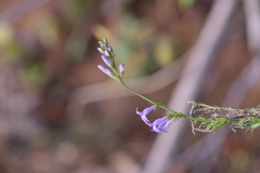 Lobelia urens