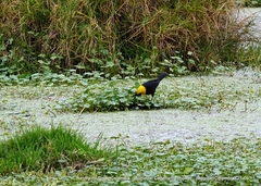Chrysomus icterocephalus bogotensis