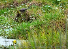 Chrysomus icterocephalus bogotensis