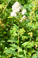 Spiraea × pyramidata