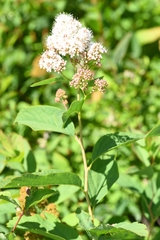 Spiraea × pyramidata