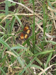 Junonia sophia