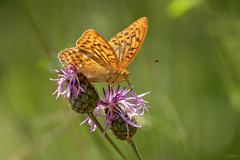 Argynnis paphia