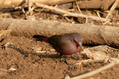 Lagonosticta rhodopareia