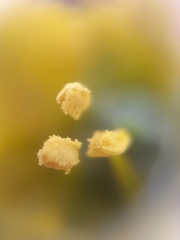 Ruta graveolens